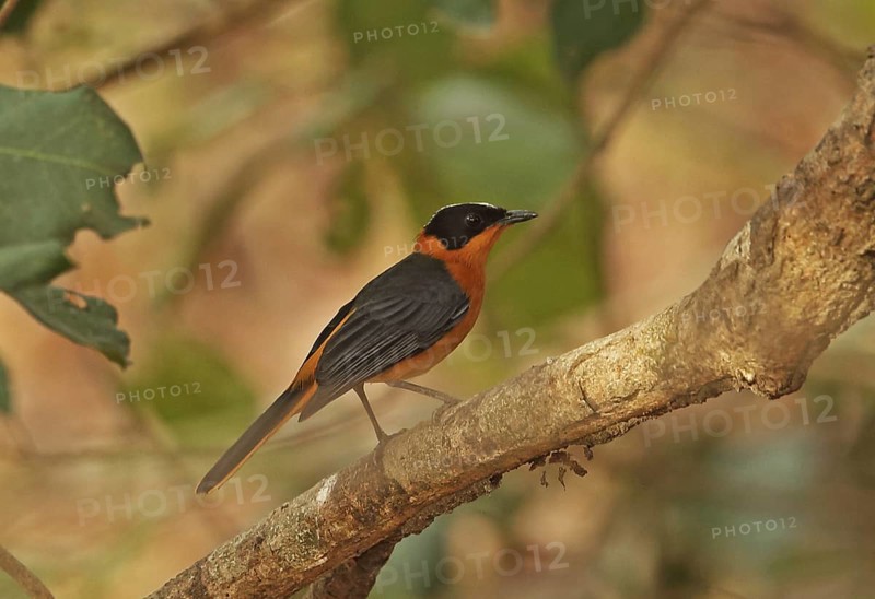 Snowy-crowned Robin-chat (Cossypha niveicapilla)