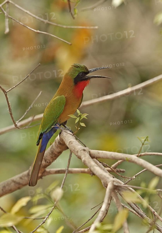 Red-throated Bee-eater (Merops bullocki)