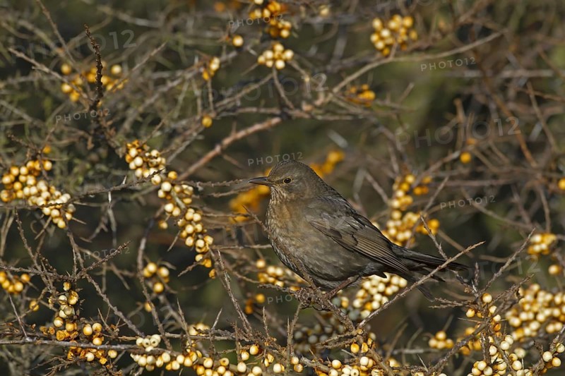 European Blackbird (Turdus merula)