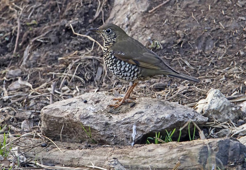 Alpine Thrush (Zoothera mollissima) adult