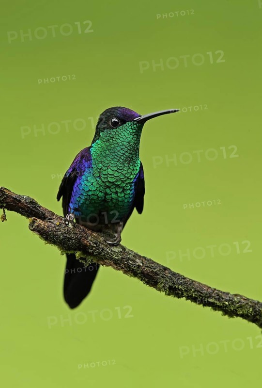 Violet-crowned Woodnymph (Thalurania colombica townsendi)