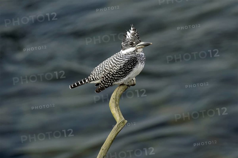 Crested Kingfisher (Megaceryle lugubris)