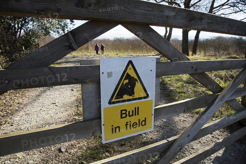 Bull in field