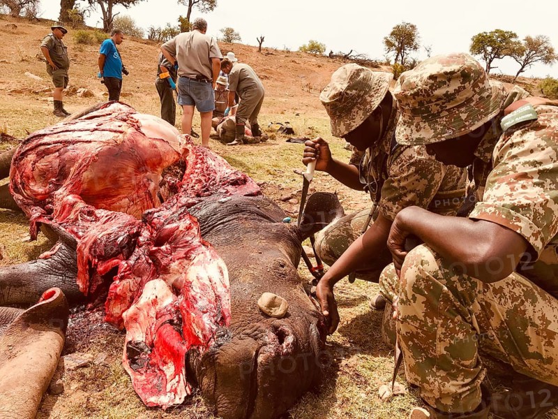 Poached white rhinoceroses with gamekeepers