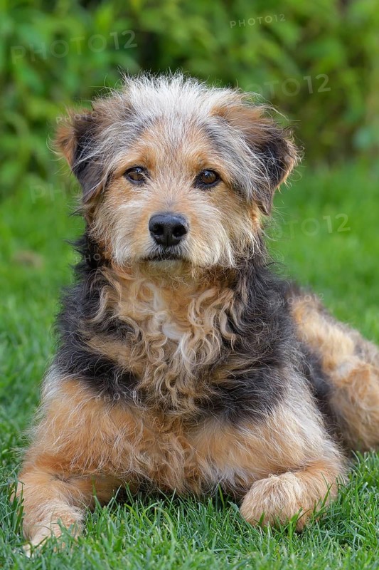 Bosnian Coarse-haired Hound or Barak dog (canis lupus familiaris)