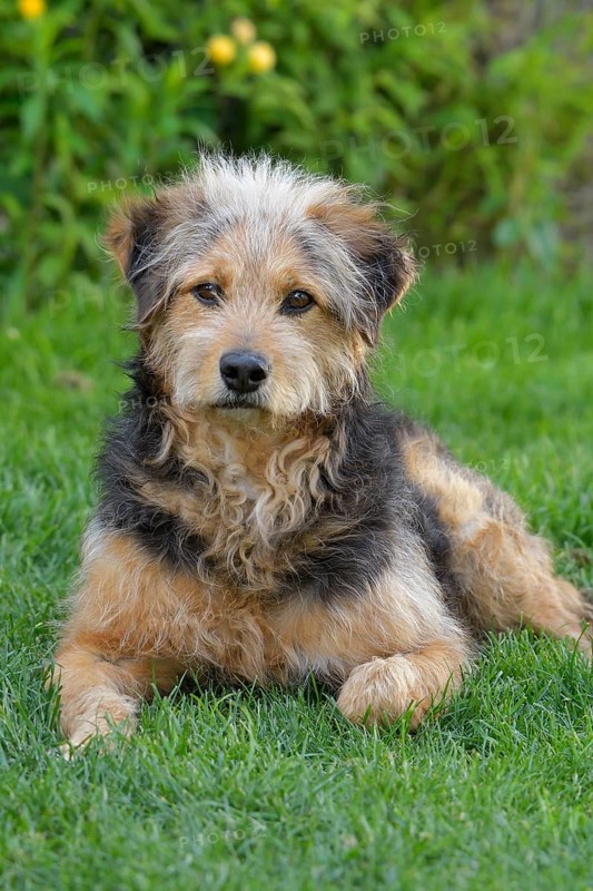Bosnian Coarse-haired Hound or Barak dog (canis lupus familiaris)