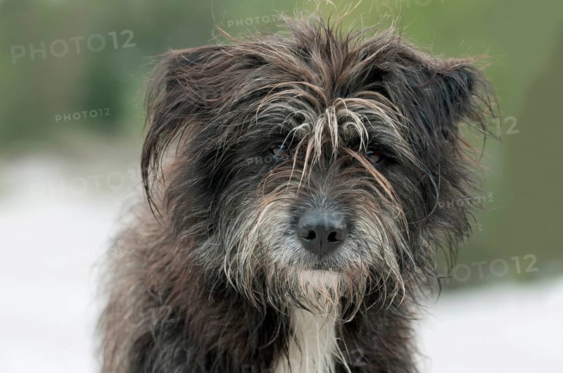 Pyrenean Shepherd