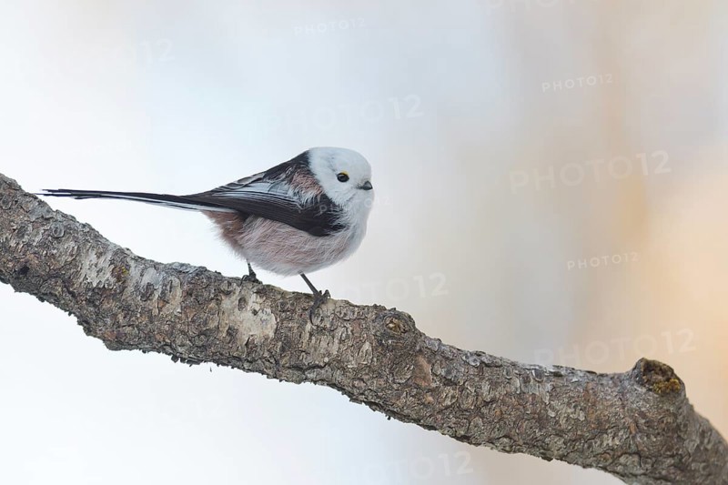 Long-tailed Tit (Aegithalos caudatus caudatus)