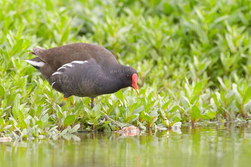 Common moorhen (Gallinula chloropus) in the search for food on the water