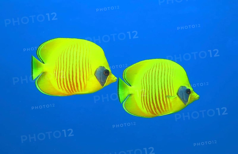 Bluecheek butterflyfishes (Chaetodon semilarvatus)