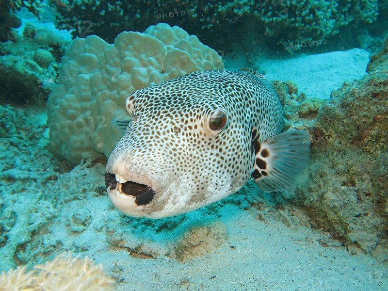 Star puffer (Arothron stellatus)