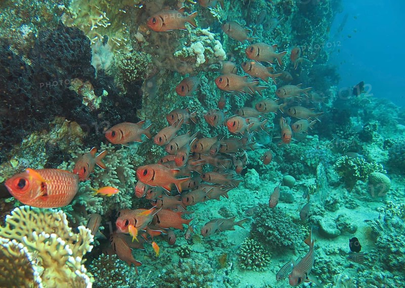 Swarm Pinecone soldierfishes (Myripristis murdjan) in the reef