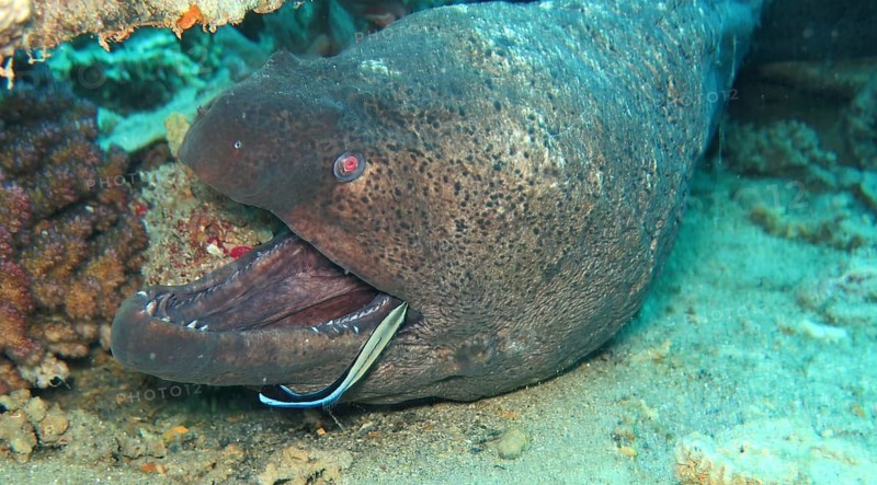 Giant Moray moray (Gymnothorax javanicus) with cleaner fish (Labrichthyini)