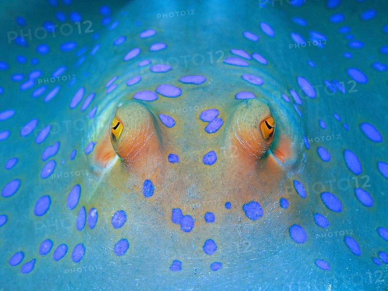 Bluespotted ribbontail ray (Taeniura lymma)