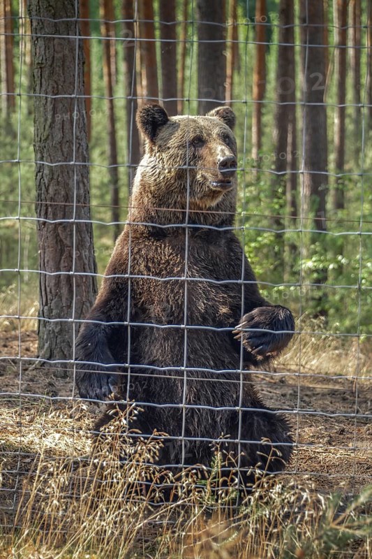 European brown bear (Ursus arctos arctos) stands upright behind grid