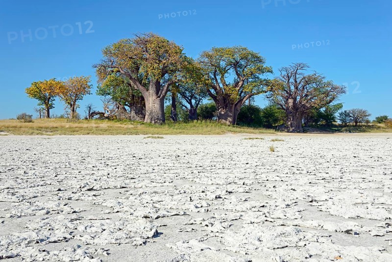 Old baobab (Adansonia digitata) trees