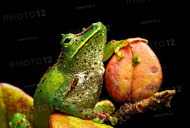 Neotropical frog (Pristimantis Galdi)