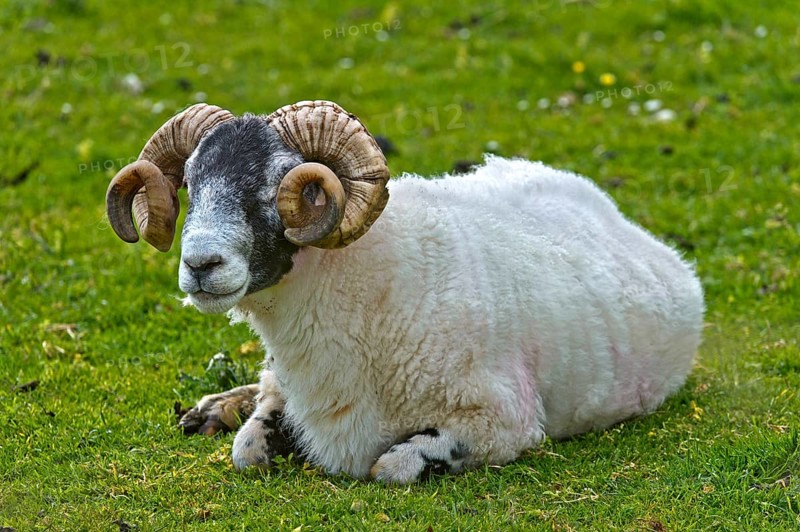 Scottish Blackface sheep