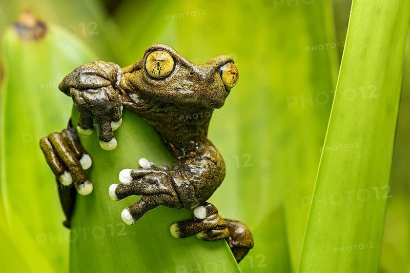 Hyloscirtus tapichalaca (Hyloscirtus tapichalaca)