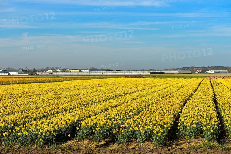 Field of wild daffodils or Lent lilies (Narcissus pseudonarcissus)