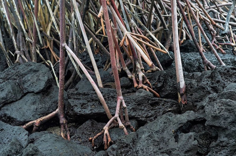 Stilt roots of Red mangrove (Rhizophora mangle) grow on black lava bottom