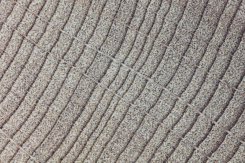 Beech