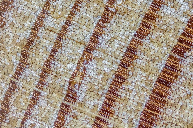 Larch