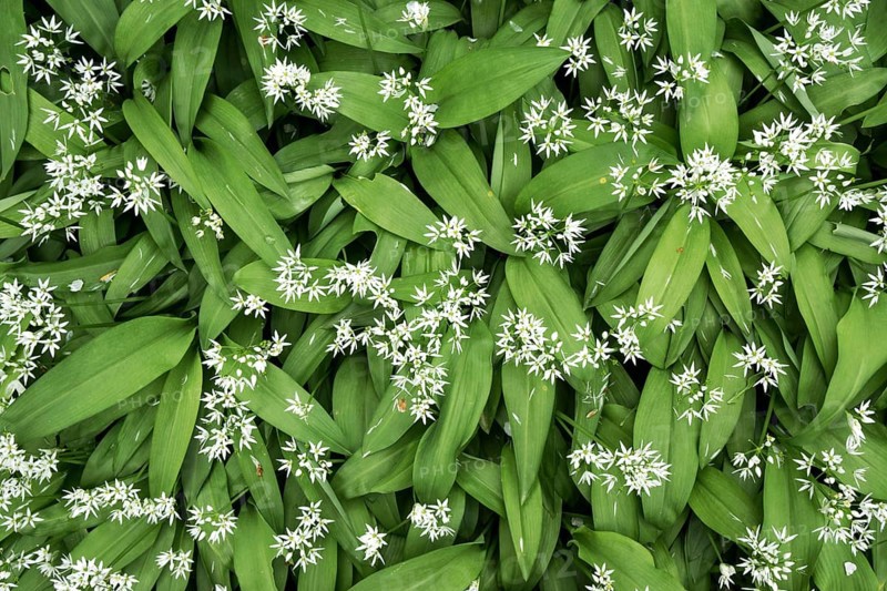Wild garlic (Allium ursinum) with flowers