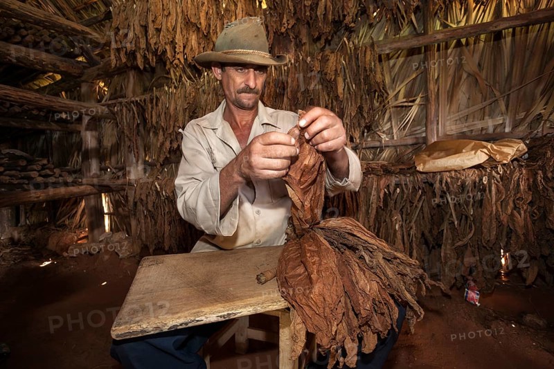 Tobacco farmer in a tobacco barn preparing tobacco for a cigar