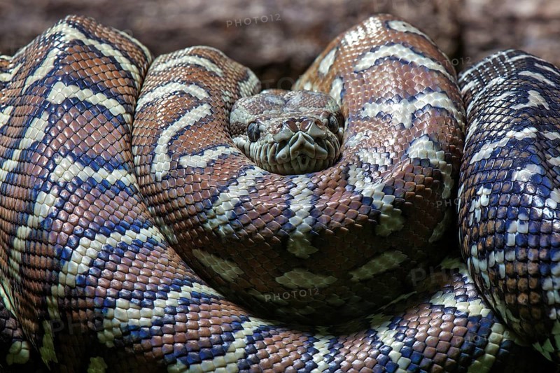 Carpet Python (Morelia spilota variegata)