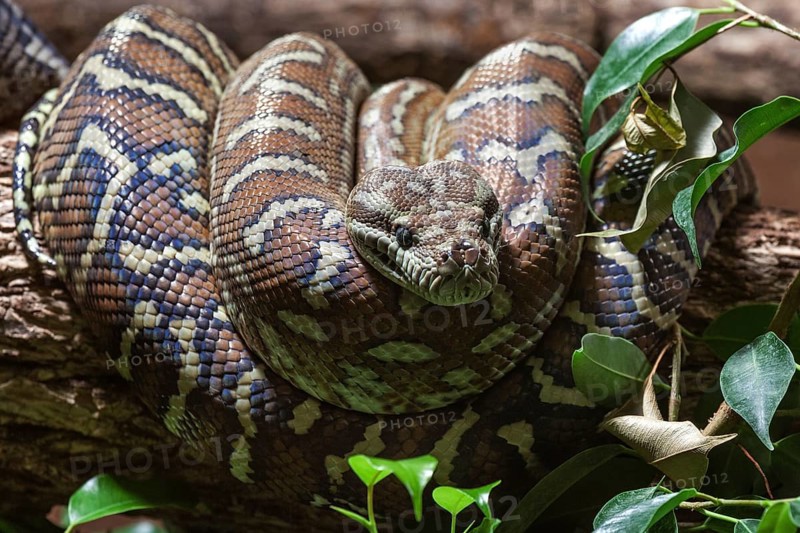 Carpet Python (Morelia spilota variegata)
