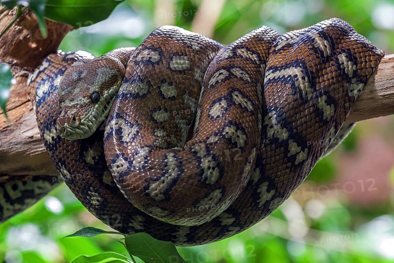 Carpet Python (Morelia spilota variegata)