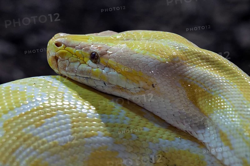 Dark Tiger Python (Python molurus bivittatus)