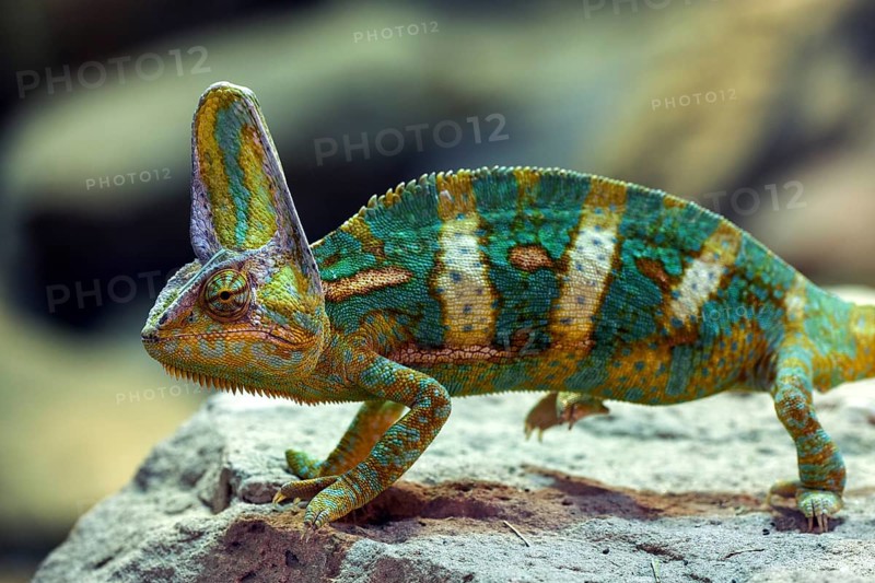 Veiled chameleon (Chamaeleo calyptratus)