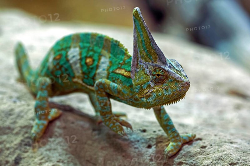 Veiled chameleon (Chamaeleo calyptratus)