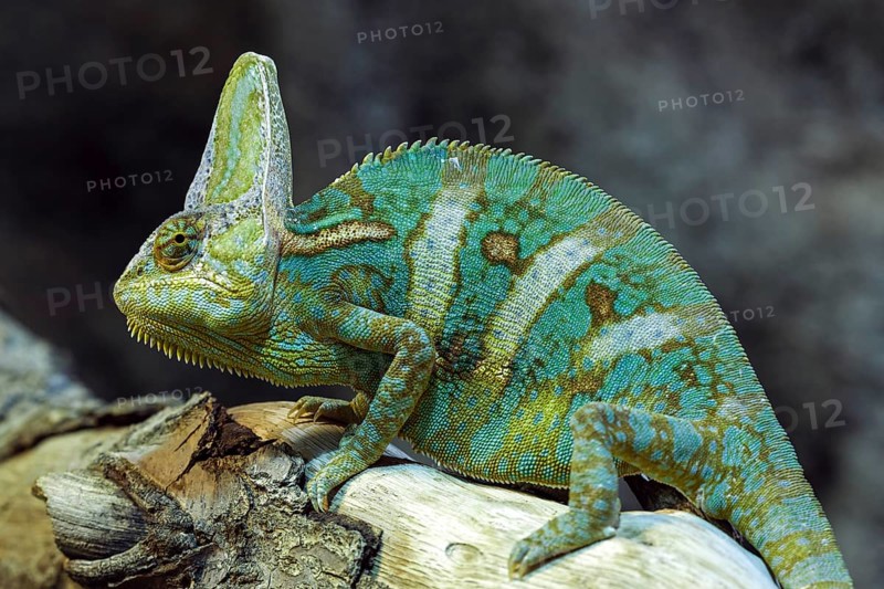 Veiled chameleon (Chamaeleo calyptratus)
