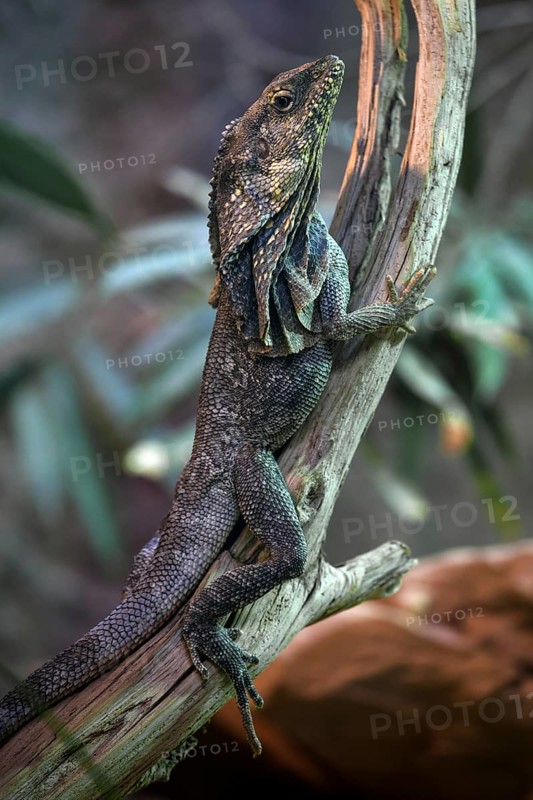 Frill-necked lizard (Chlamydosaurus kingii) climbs on branch