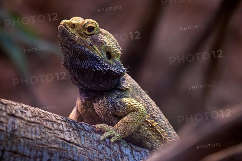 Central bearded dragon (Pogona vitticeps)