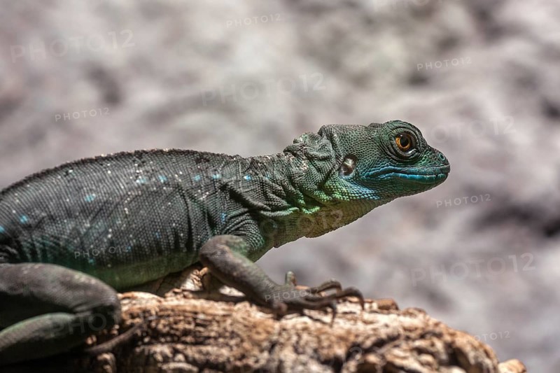 Plumed basilisk (Basiliscus plumifrons)