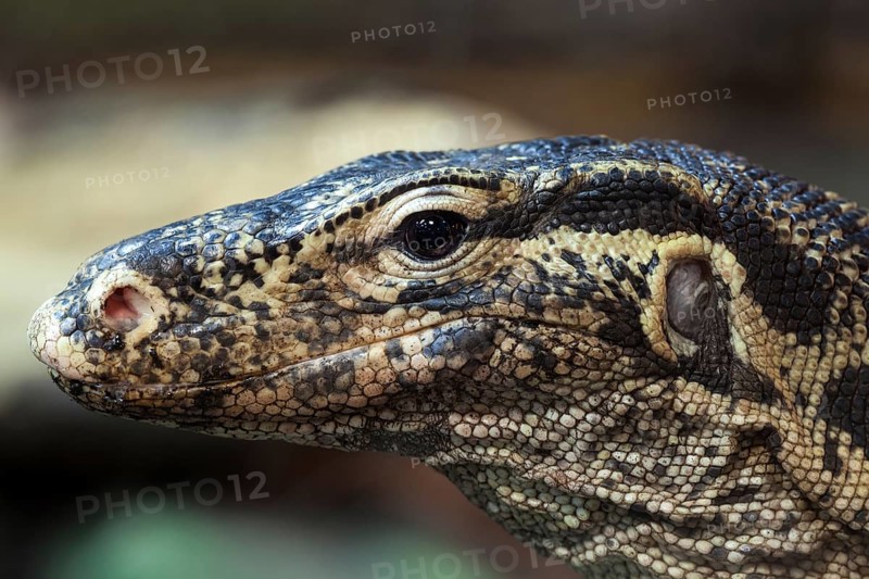 Water monitor (Varanus salvator)