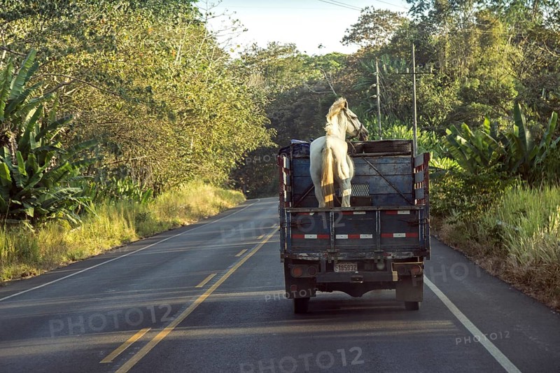 Horse on a van on the road