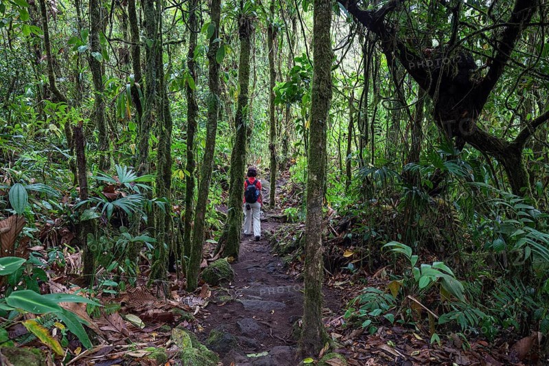 Female hiker on a hiking trail through tropical vegetation in the rainforest