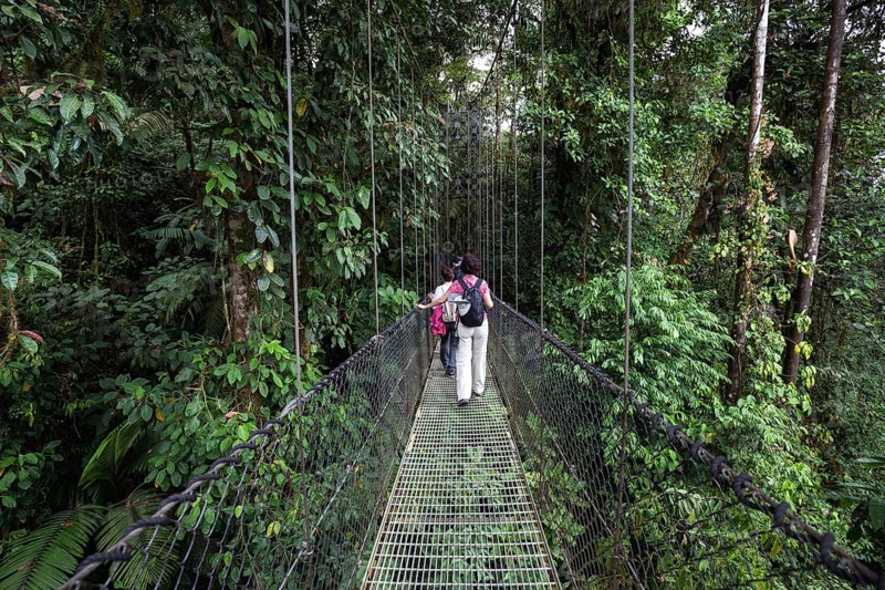 Hikers on a suspension bridge in the tropical rainforest