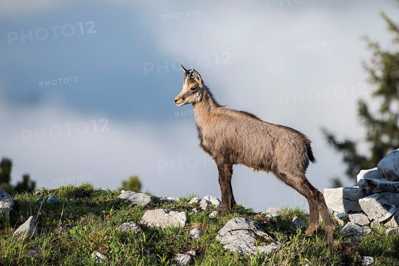 Chamois (Rupicapra rupicapra)