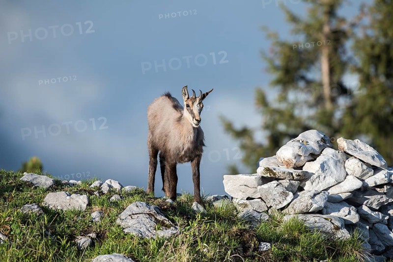 Chamois (Rupicapra rupicapra)