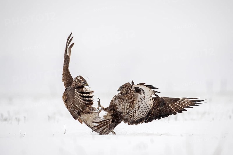 Eurasian buzzards (Buteo buteo) fighting in the snow
