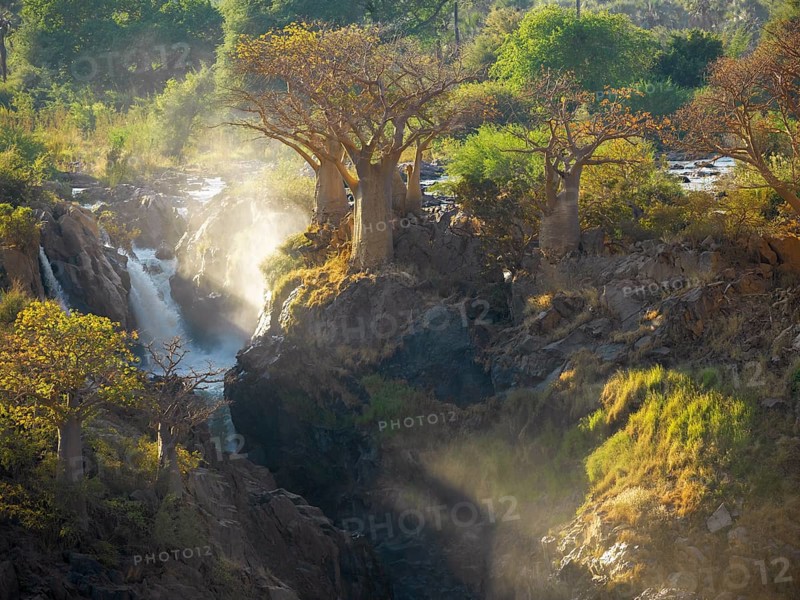 African baobabs (Adansonia digitata) at waterfall