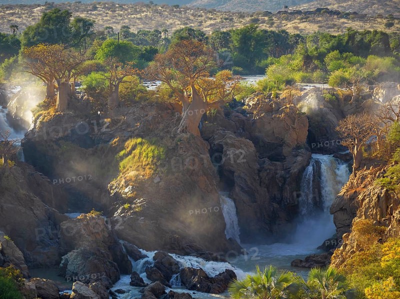 African baobabs (Adansonia digitata) at waterfall