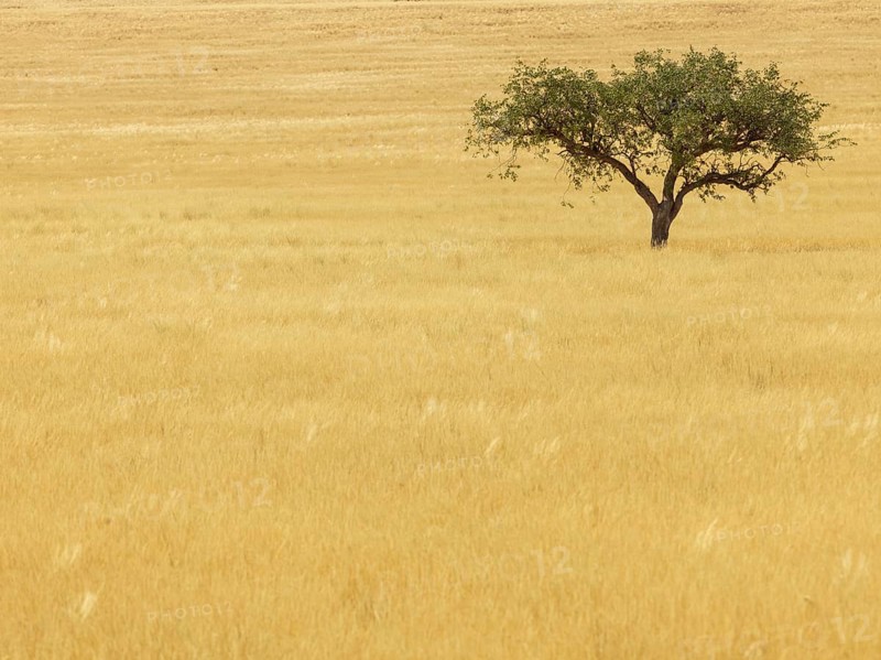 Single tree in dry grass
