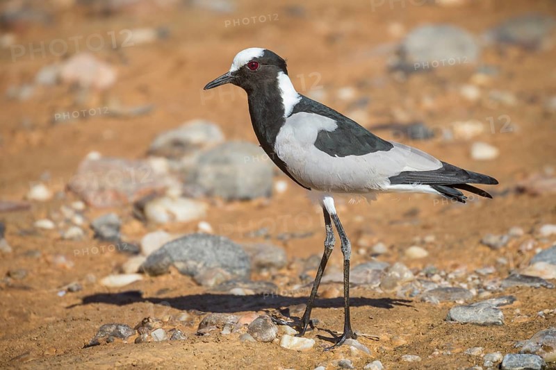 Blacksmith plover (Vanellus armatus)